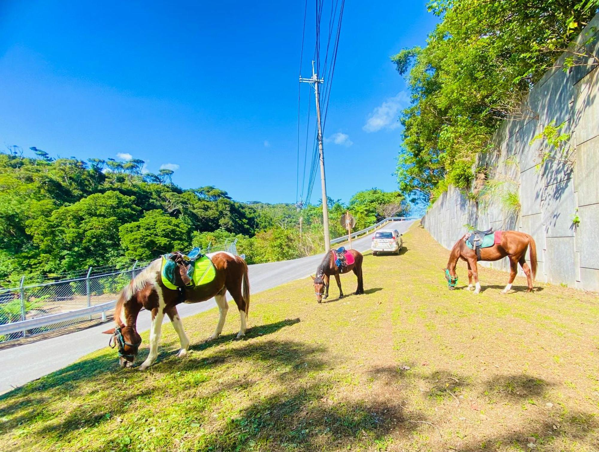 Muumin Farm Villa Nakijin Bagian luar foto